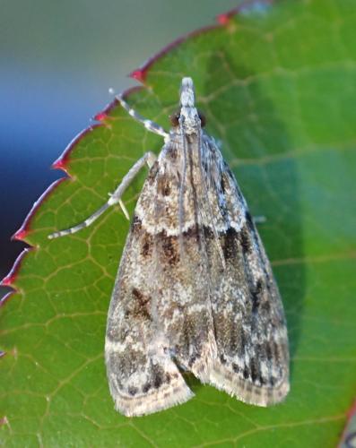 Eudonia mercurella